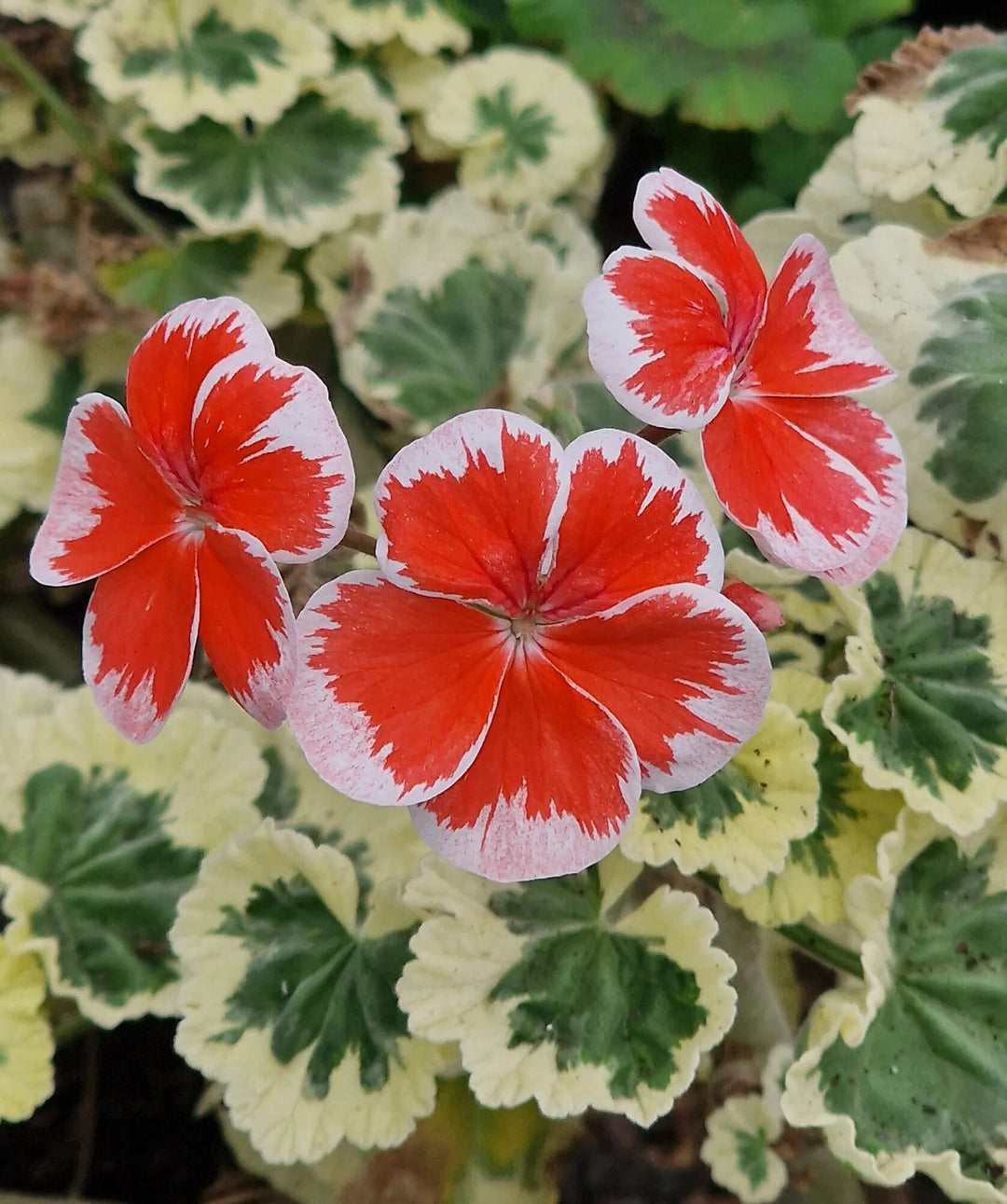Light Red White Geranium Flower Seeds for Planting – Heirloom Non-GMO, High Germination Organic Garden Seeds