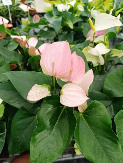 Baby Pink Anthurium Flower Seeds for Planting – Heirloom, Non-GMO, High Germination Organic Garden Seeds