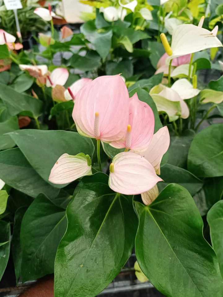 Anthurium Light Pink Flower Seeds for Planting 100 pcs - Sun Loving, Heirloom & GMO Free Seeds for Home Garden