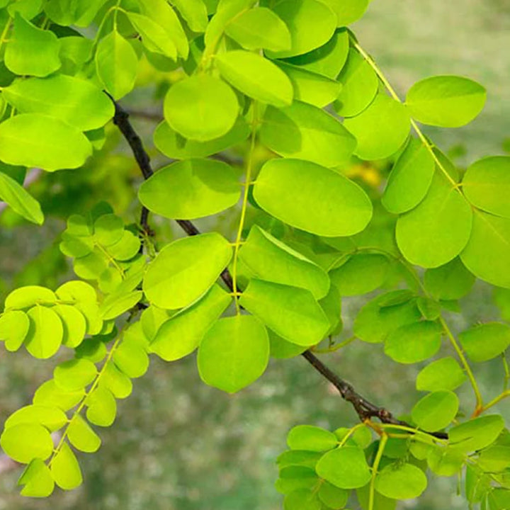 Light Green Acacia Flower Seeds for Planting – Heirloom, Non-GMO, Drought Tolerant, High Germination