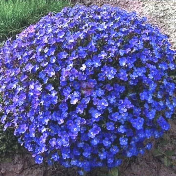Blue Cress Cascade Flower Seeds for Planting - Heirloom, Non-GMO, High Germination Organic Garden Seeds