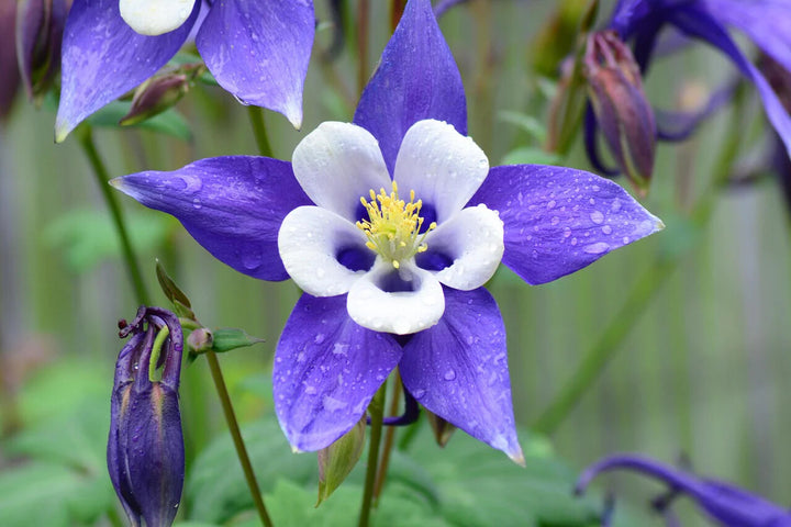 Blue Aquilegia Flower Seeds for Planting – Heirloom Non-GMO, High Germination Organic Garden Seeds