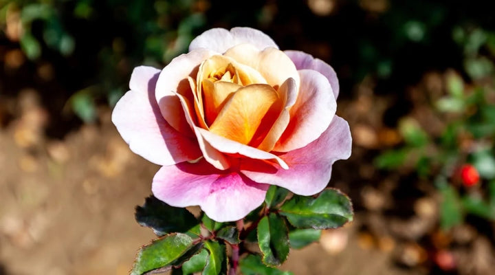 White Multi-Color Rose Flower Seeds for Planting – Heirloom, Non-GMO, High Germination Organic Garden Seeds