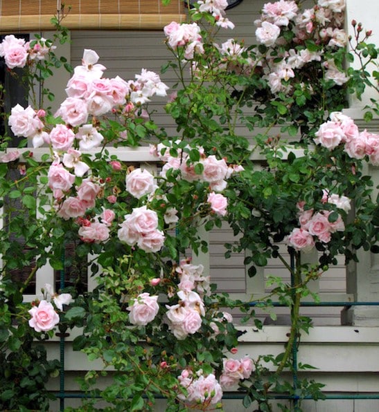 Red Light Pink Climbing Rose Flower Seeds for Planting – Heirloom, Non-GMO, High Germination Organic Garden Seeds