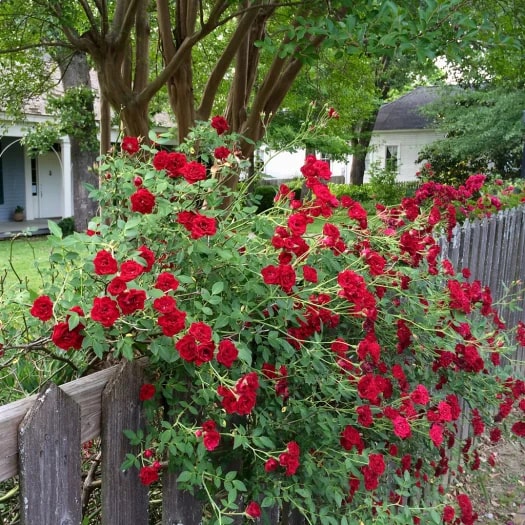 Red Climbing Rose Flower Seeds for Planting – Vibrant Colors, Heirloom &amp; Non-GMO Seeds for Home Garden