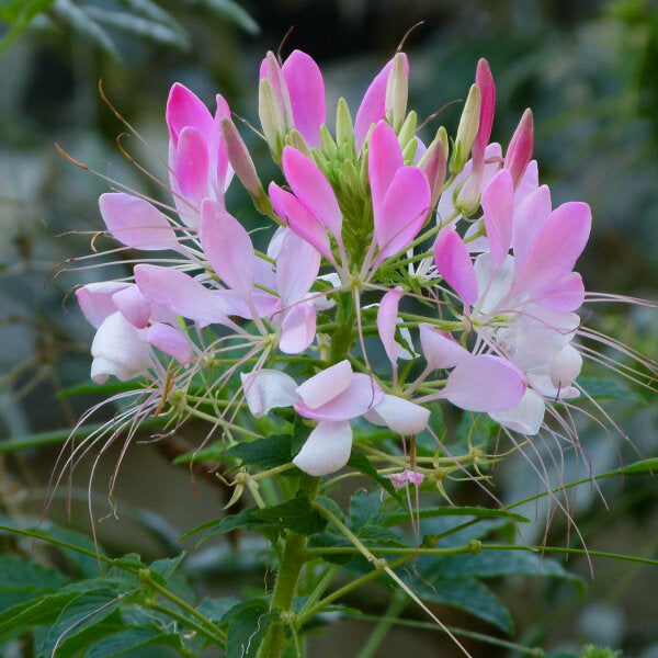 Pink Spiny Spider Flower Seeds for Planting – Heirloom Non-GMO, High Germination Organic Garden Seeds