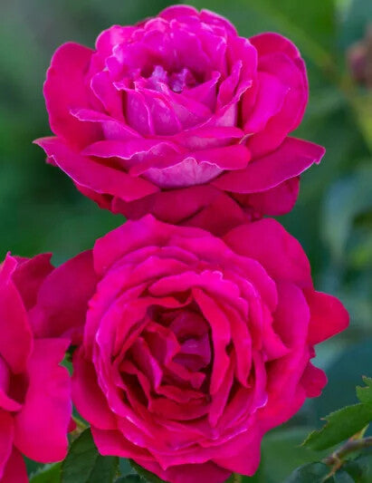 Cream Red Spirit Rose Flower Seeds for Planting – Heirloom Non-GMO, High Germination Organic Garden Seeds
