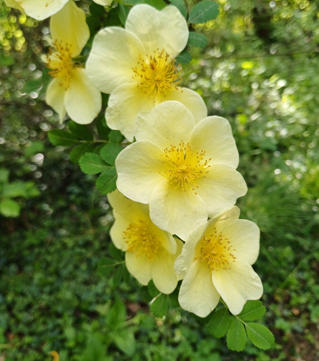 Rosa Xanthina Flower Seeds for Planting – Heirloom, Non-GMO, High Germination Organic Garden Seeds