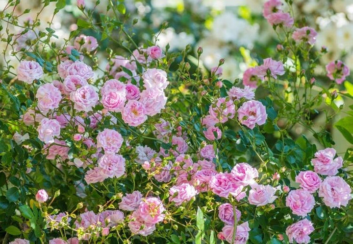 Pink Climbing Rose Flower Seeds for Planting – Heirloom, Non-GMO, High Germination, Organic Garden Seeds