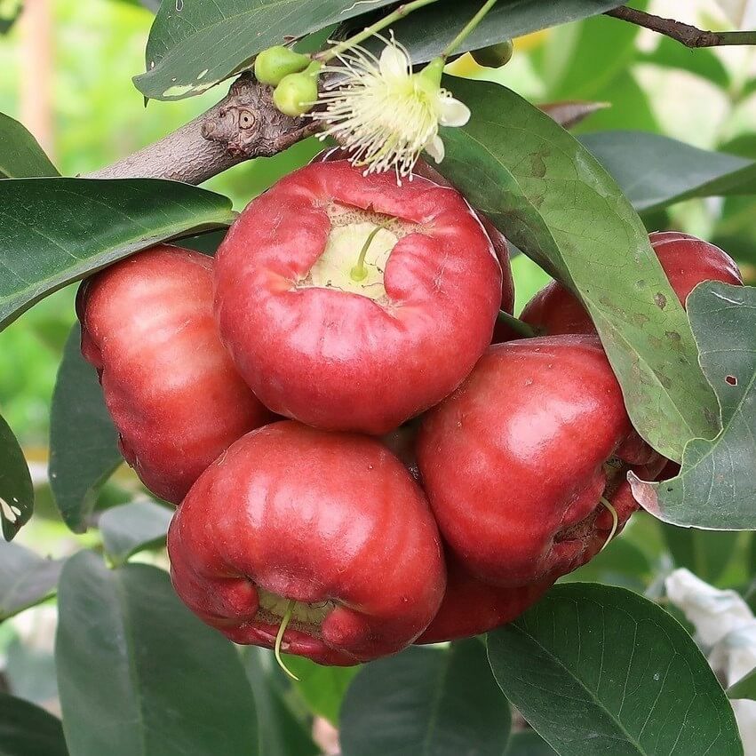 Rose Apple seeds for planting - Heirloom & Non-GMO sweet tropical fruit tree garden seeds