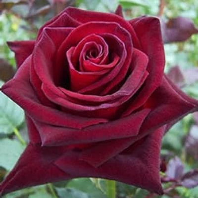 Maroon Red Rose Flower Seeds for Planting Heirloom Non-GMO Organic Garden Seeds
