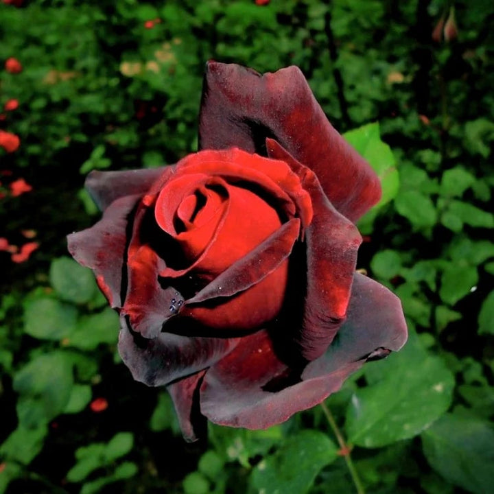 Maroon Red Rose Flower Seeds for Planting – Heirloom Non-GMO Seeds for High Germination Organic Garden