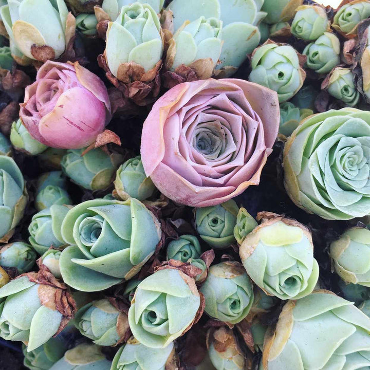 Mountain Rose Aeonium Greenovia Flower Seeds for Planting 100 pcs - Sun Loving, Heirloom & GMO Free Seeds for Home Garden