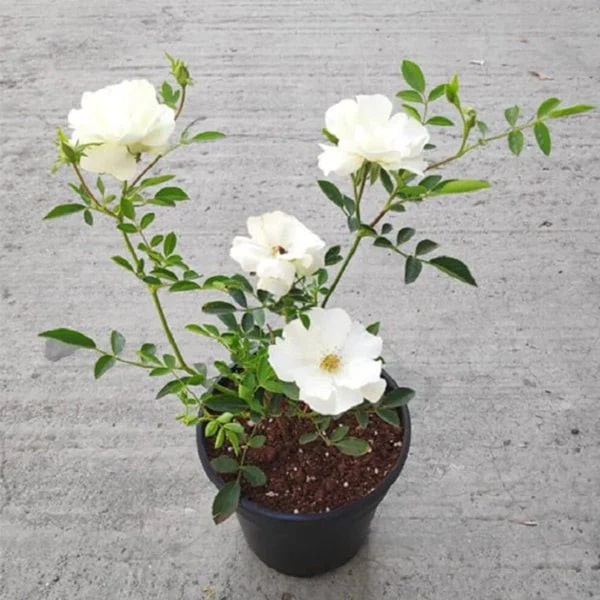 White Miniature Rose Flower Seeds for Planting – Shade Tolerant, Heirloom, Non-GMO, High Germination Organic Garden Seeds