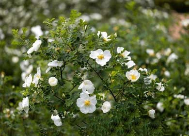 Cream Rosa Xanthina Flower Seeds for Planting – Heirloom, Non-GMO, Wildflower Mix, High Germination