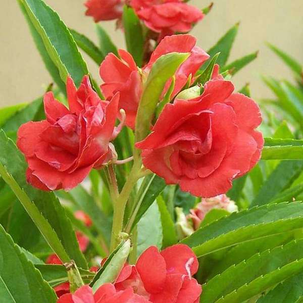 Balsamine Rose Flower Seeds for Planting – Heirloom, Non-GMO, High Germination Organic Garden Seeds for Vibrant Blooms