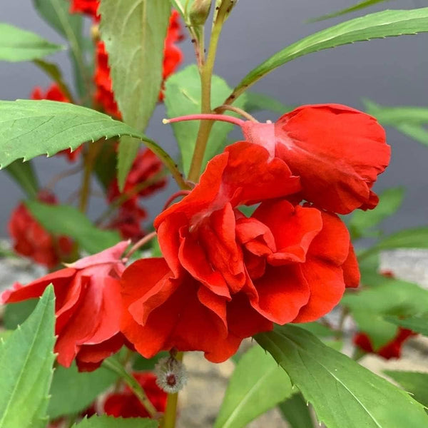 Balsamine Rose Flower Seeds for Planting – Heirloom, Non-GMO, High Germination Organic Garden Seeds for Vibrant Blooms