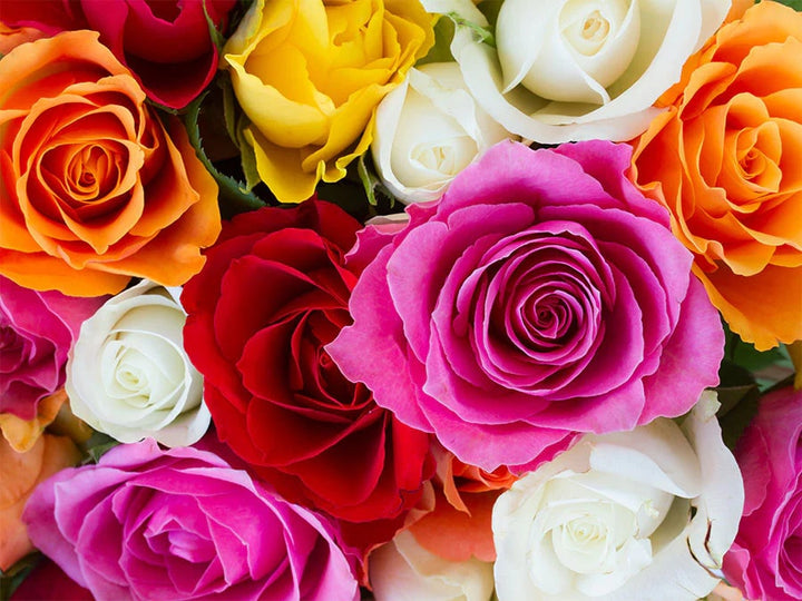 Mixed Rose Flower seeds for Planting - Seasonal Bloomer, Heirloom & GMO Free Seeds for Home Garden | Organic Garden Seeds