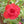Balsamine Rose Flower Seeds for Planting – Heirloom, Non-GMO, High Germination Organic Garden Seeds for Vibrant Blooms