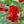 Balsamine Rose Flower Seeds for Planting – Heirloom, Non-GMO, High Germination Organic Garden Seeds for Vibrant Blooms