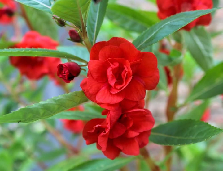 Balsamine Rose Flower Seeds for Planting – Heirloom, Non-GMO, High Germination Organic Garden Seeds for Vibrant Blooms