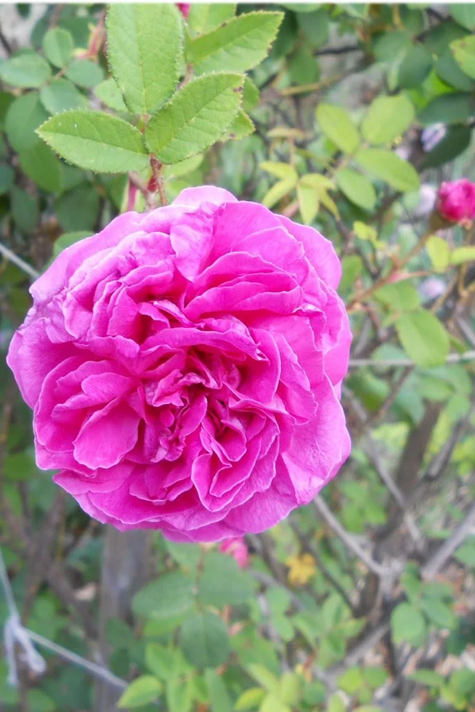 Pink Marigold Flower Seeds for Planting | Heirloom Non-GMO High Germination Organic Garden Seeds