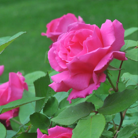 Flower Seeds, Seeds,Seeds For Planting,Plant Seeds