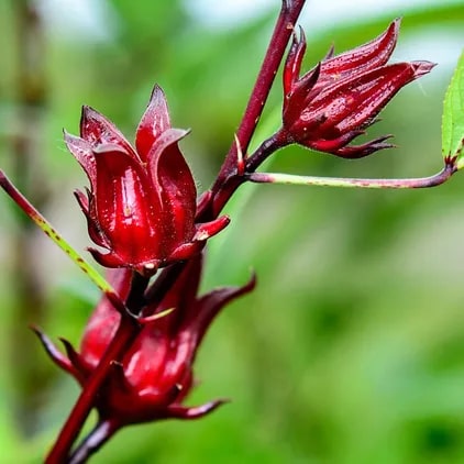 Roselle Flower Seeds for Planting – Heirloom Non-GMO, High Germination Organic Garden Seeds