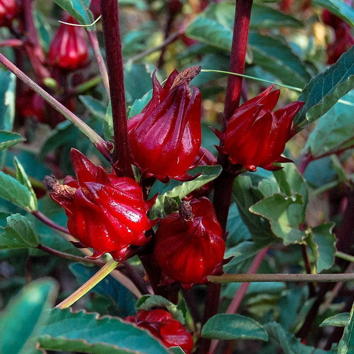 Sorrel Flower Seeds for Planting – Cut Flower Favorite, Heirloom, Non-GMO, High Germination Seeds