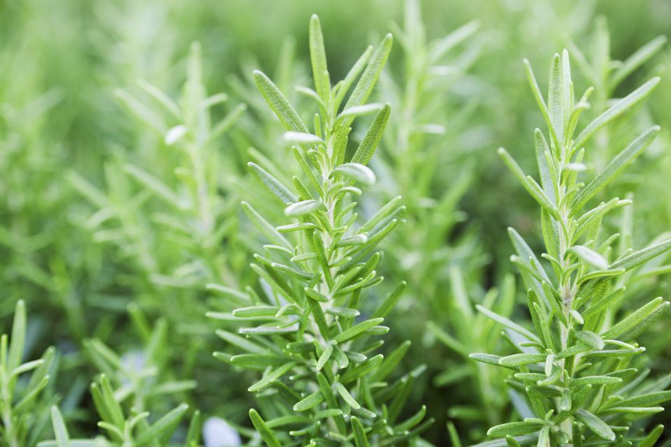 Trailing Irene Rosemary Herb seeds – Heirloom, Non-GMO Seeds for Culinary Kitchen Garden Planting