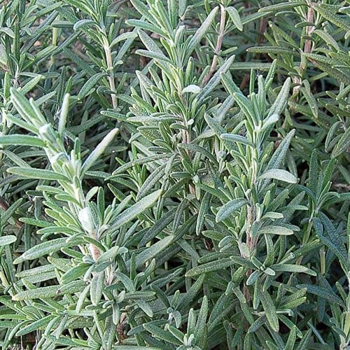 Golden Rain Rosemary Herb Seeds for Planting – Heirloom, Non-GMO Indoor & Outdoor Culinary Garden Seeds