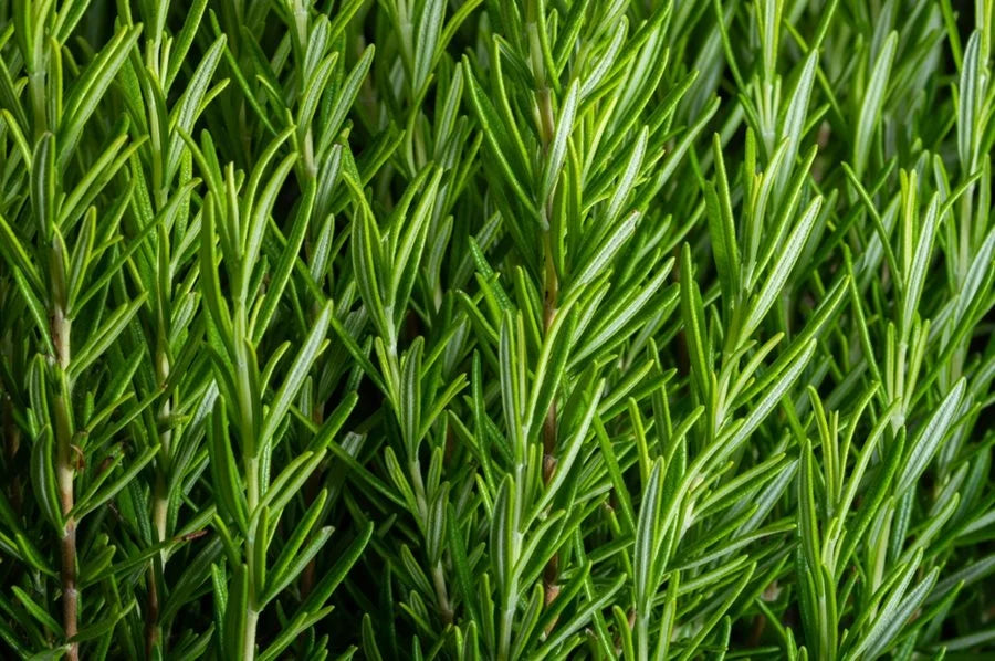 Golden Rain Rosemary Herb Seeds for Planting – Heirloom, Non-GMO Indoor & Outdoor Culinary Garden Seeds