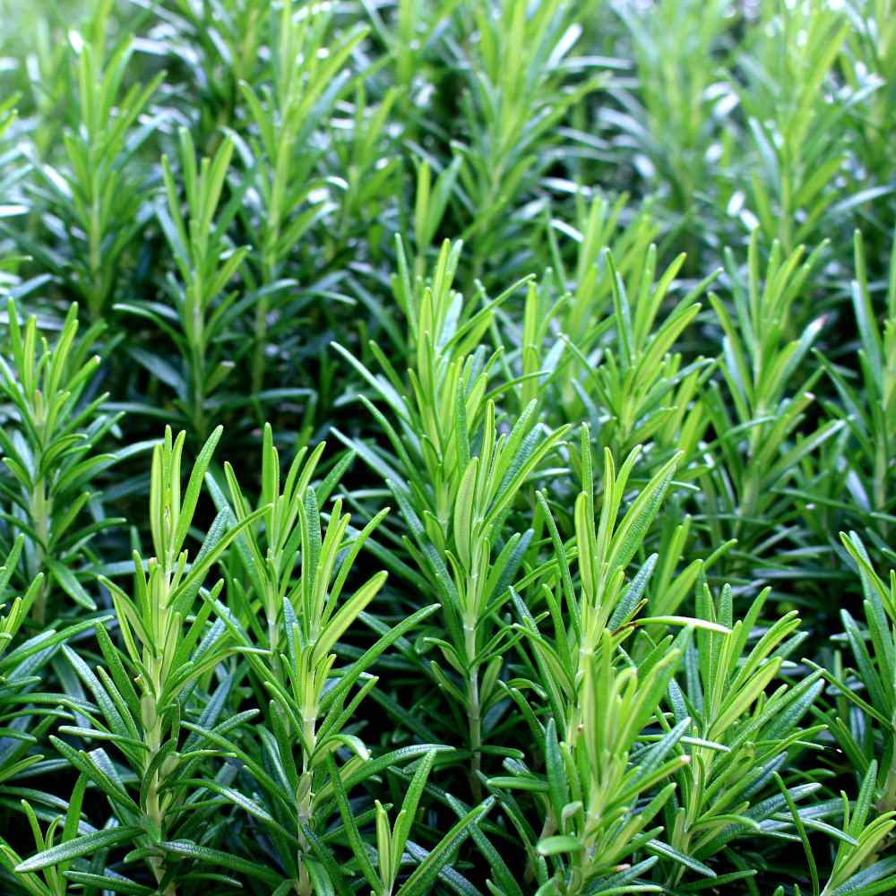 Trailing Irene Rosemary Herb seeds – Heirloom, Non-GMO Seeds for Culinary Kitchen Garden Planting