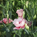 Pink White Eustoma (Lisianthus) Flower Seeds for Planting – Heirloom, Non-GMO, High Germination Organic Garden Seeds