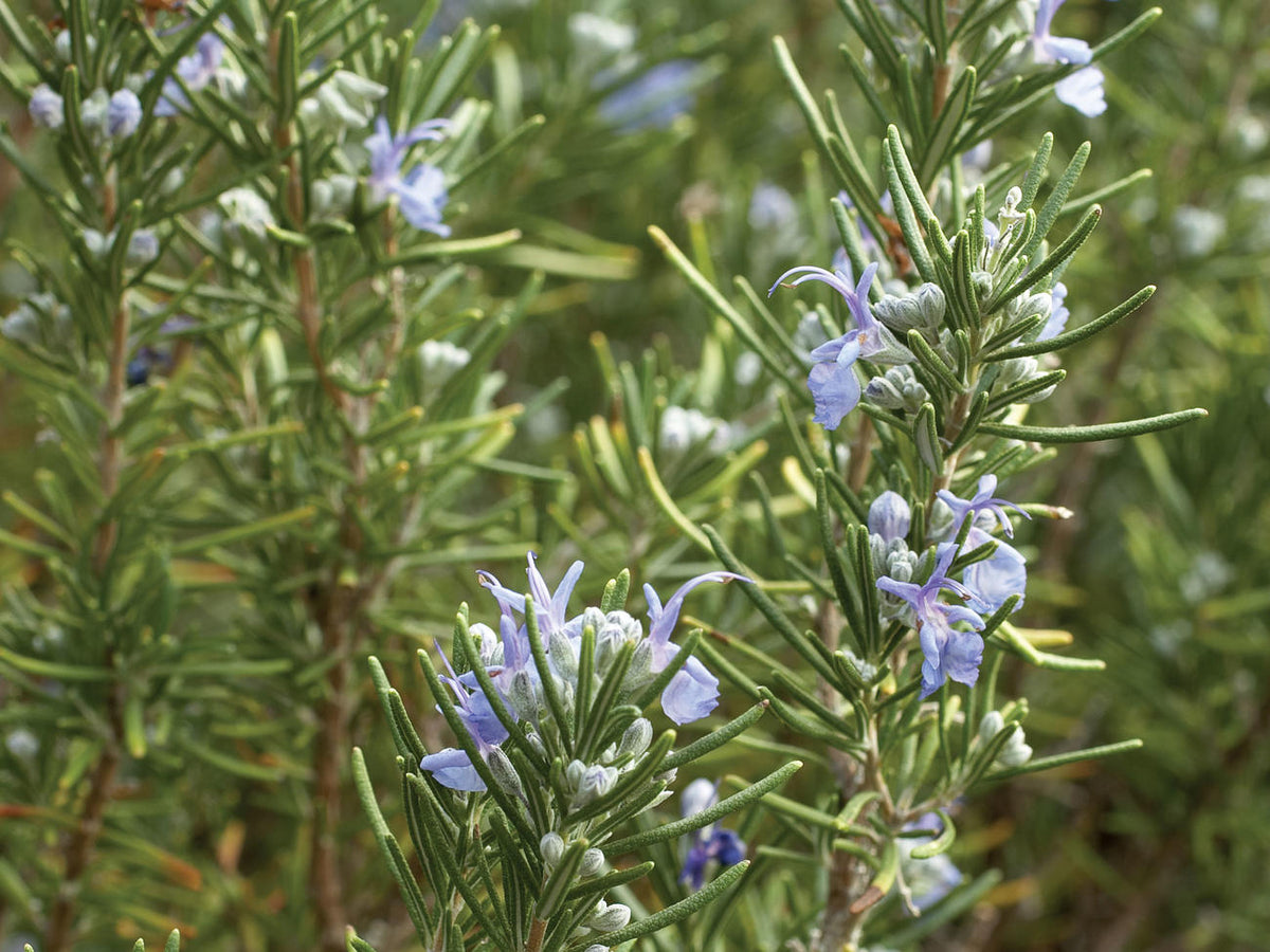 Tuscan Blue Upright Rosemary Herb Seeds for Planting – Heirloom, Non-GMO Flavorful Herb Seeds