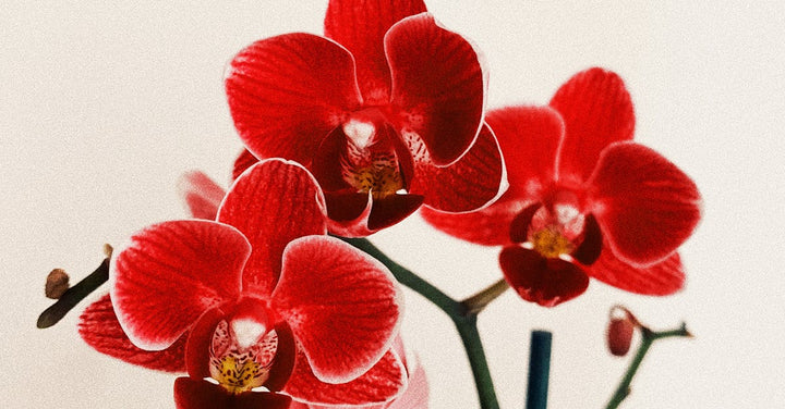 Red Phalaenopsis Flower Seeds for Planting - Heirloom, Non-GMO, High Germination