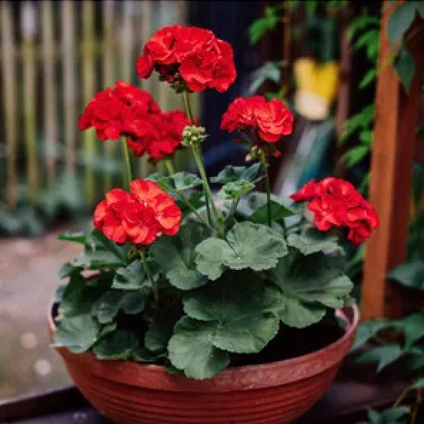Geranio de Hojas Flower Seeds for Planting – Heirloom Non-GMO, High Germination Organic Garden Seeds