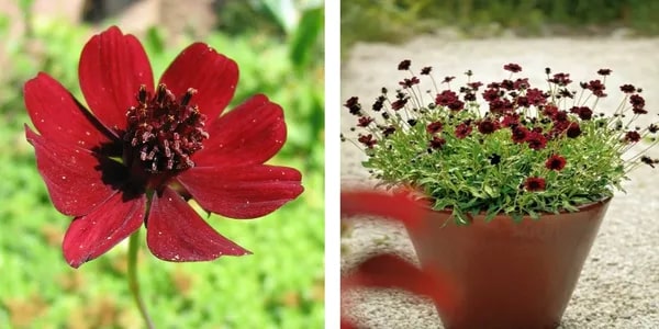 Chocolate Evening-Scented Flower Seeds for Planting – Fragrant Blossoms, Heirloom, Non-GMO, High Germination Organic Garden Seeds