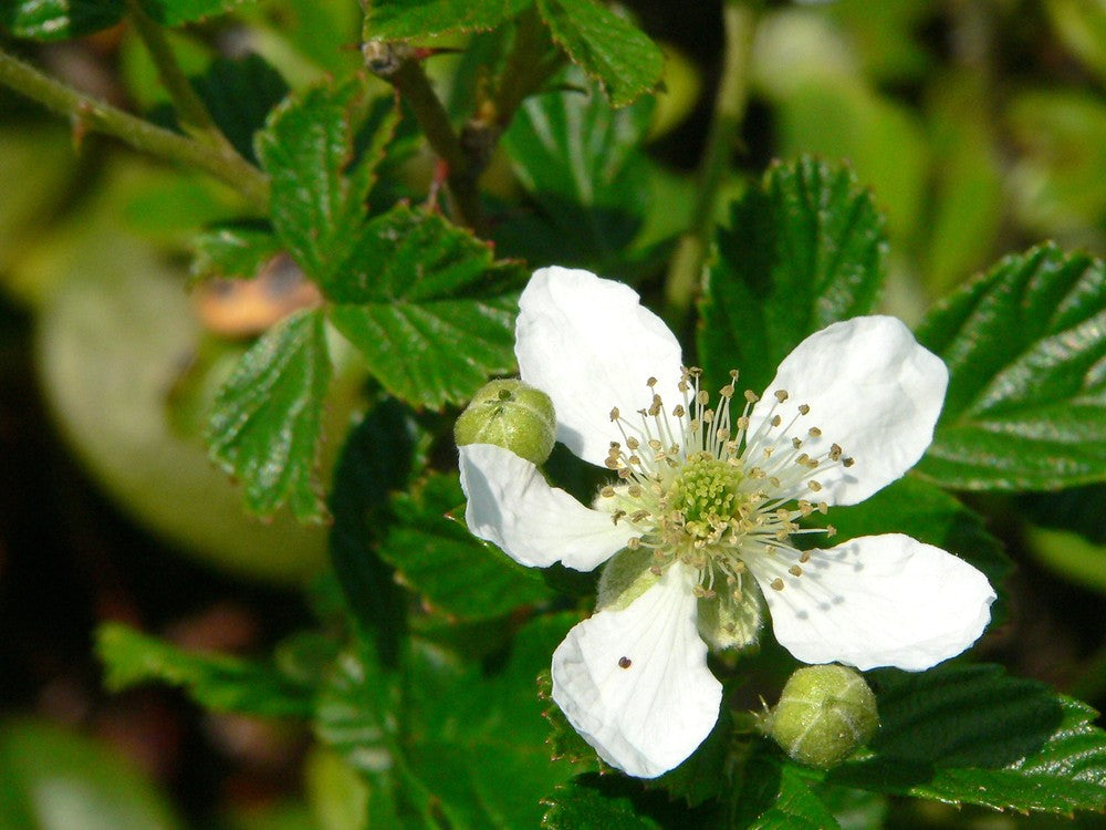 Rubus Cuneifolius Flower Seeds for Planting – Heirloom Non-GMO High Germination Organic Garden Seeds