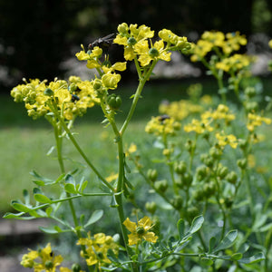 Flower Seeds, Seeds,Seeds For Planting,Plant Seeds