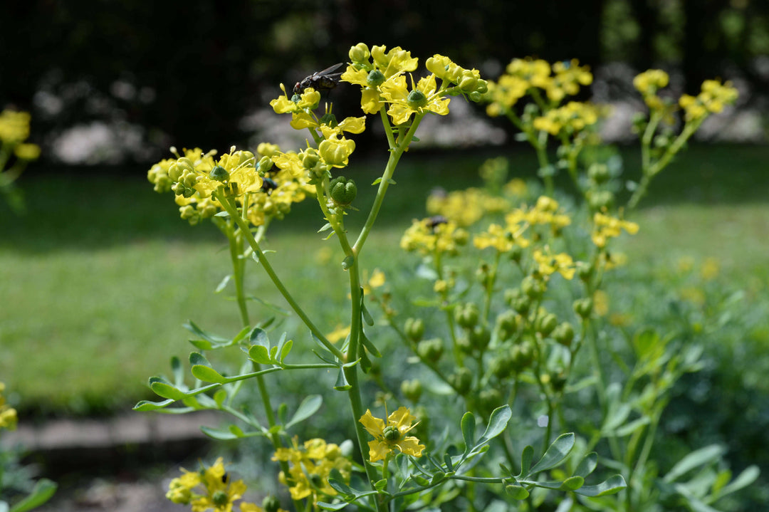 Flower Seeds, Seeds,Seeds For Planting,Plant Seeds