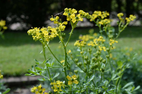 Flower Seeds, Seeds,Seeds For Planting,Plant Seeds