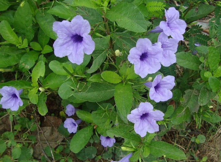 Flower Seeds, Seeds,Seeds For Planting,Plant Seeds