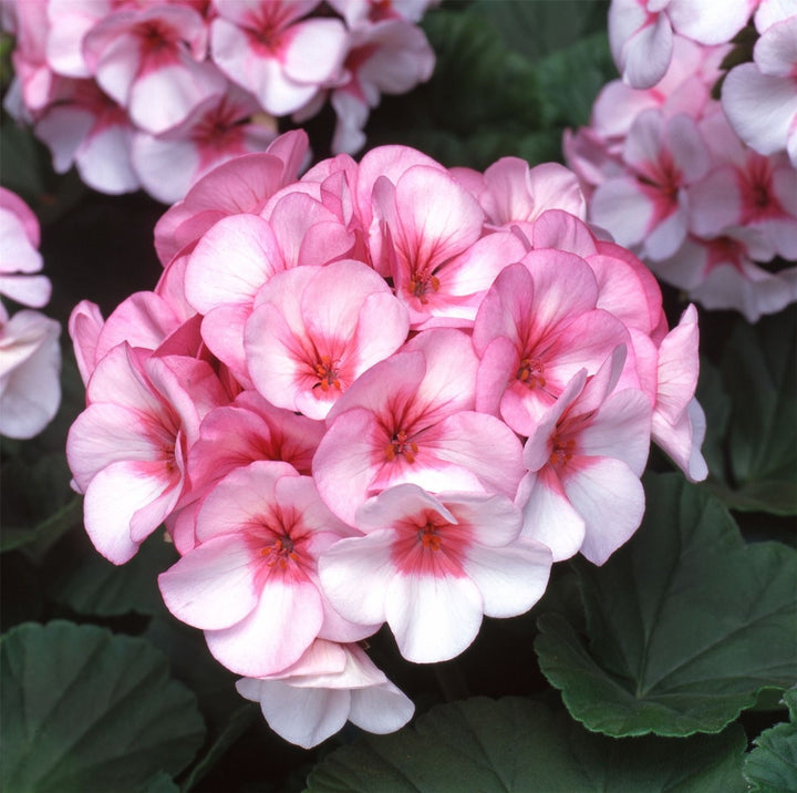 Light Pink White Geranium Flower Seeds for Planting - Easy to Grow, Heirloom & GMO Free Seeds for Home Garden