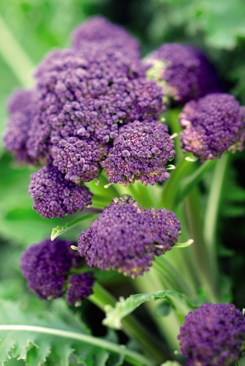 Early Purple Broccoli Seeds for Planting – Heirloom, Non-GMO, Nutritious Vegetable – High Germination