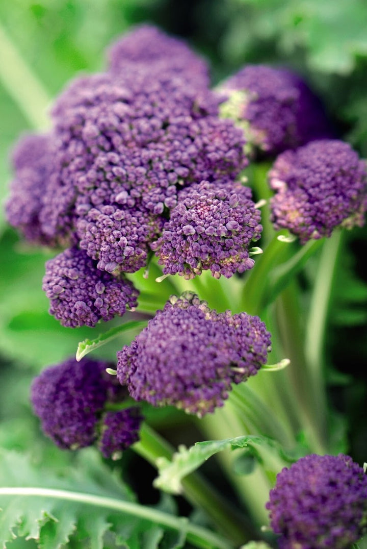 Early Purple Broccoli Seeds for Planting – Heirloom, Non-GMO, Nutritious Vegetable – High Germination