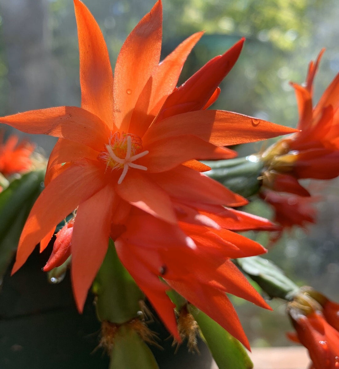 Orange Schlumbergera Flower Seeds for Planting – Heirloom, Non-GMO, High Germination Organic Garden Seeds