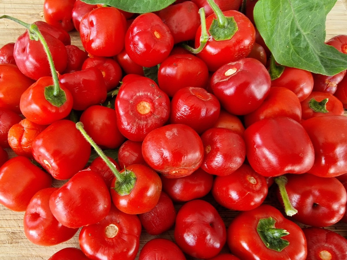 Rocoto Red Manzano Pepper Seeds for Planting – Heirloom Non-GMO Hot Chili Organic Garden Seeds with High Germination