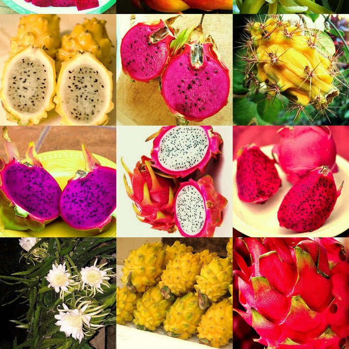 Fruit Seeds,Garden seeds, Seeds For Planting,Plant Seeds