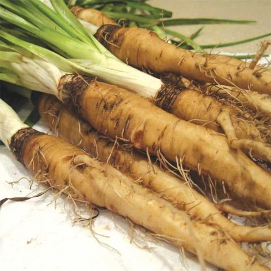 Salsify Seeds – Heirloom Non-GMO Unique Root Vegetable Seeds for Planting, Organic Garden Seeds, High Germination
